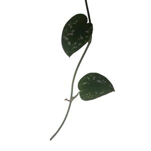 Perfection Gift: N'Joy & Satin Pothos with Virgo Chain - Limited Time Offer
